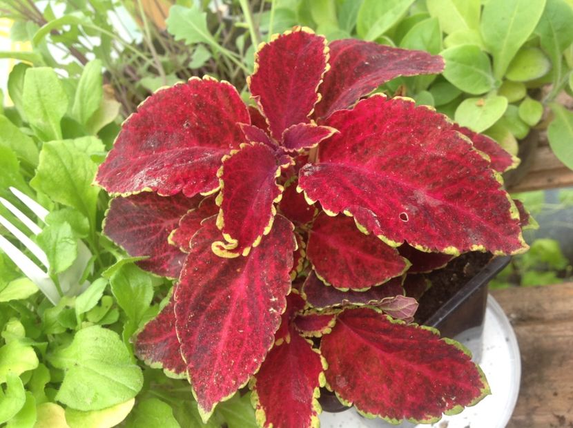 Wizard Velvet Red - Coleus Urzicuță
