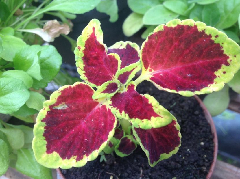 Fair Way Ruby - Coleus Urzicuță