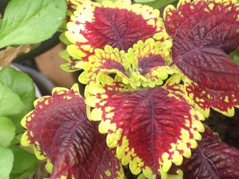 Oxford Street - Coleus Urzicuță