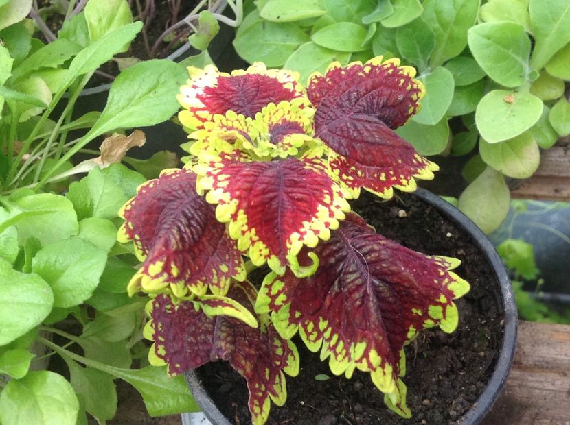 Oxford Street - Coleus Urzicuță