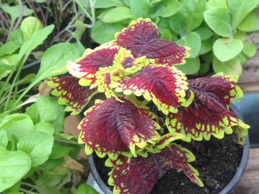 Oxford Street - Coleus Urzicuță