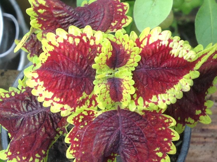 Oxford Street - Coleus Urzicuță