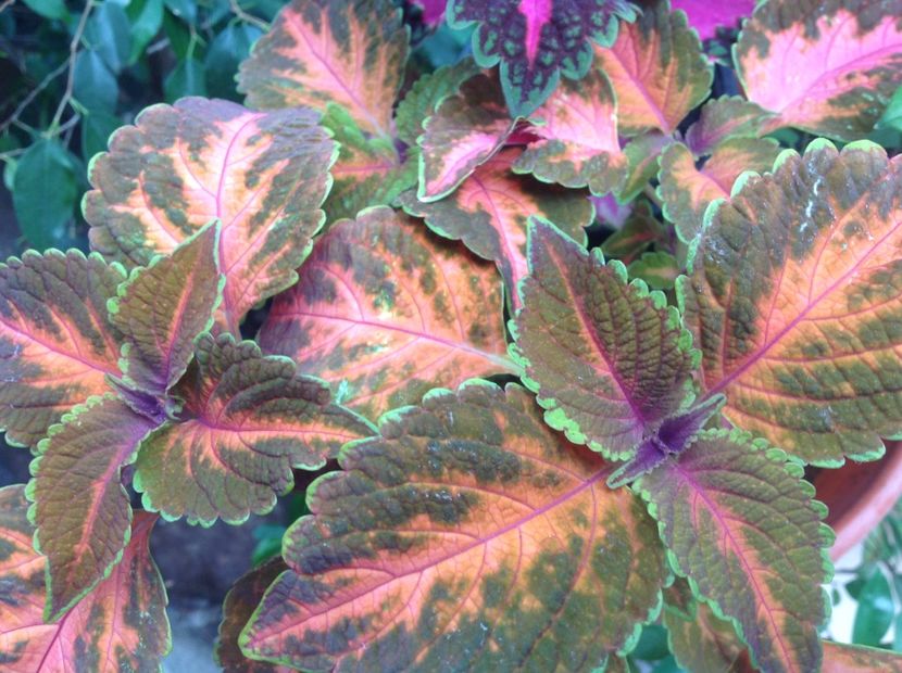 Mainstreet "Sunset Boulevard " - Coleus Urzicuță