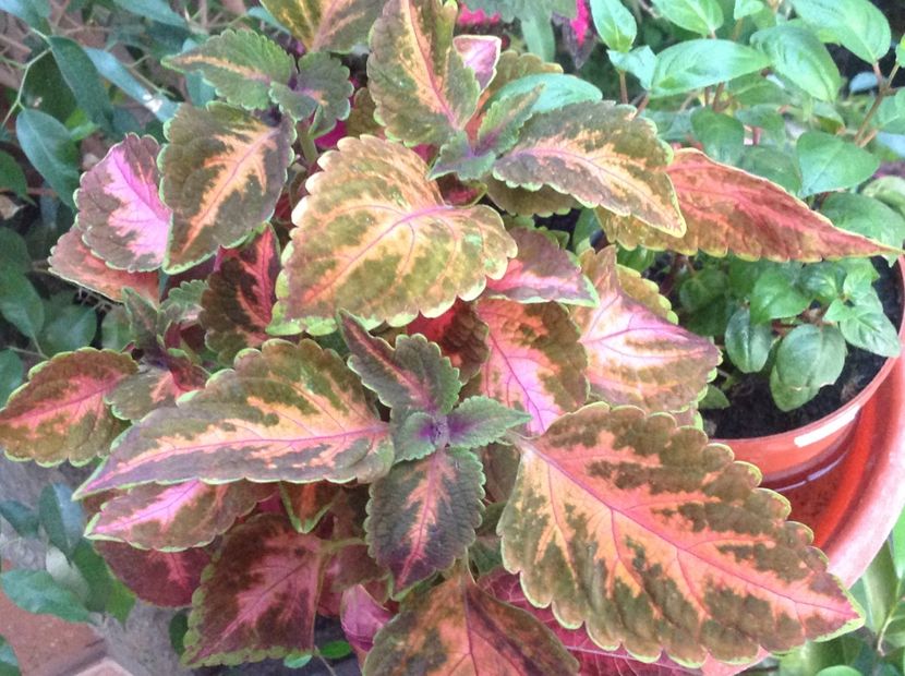 Mainstreet " Sunset Boulevard " - Coleus Urzicuță