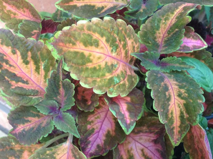 Mainstreet " Sunset Boulevard" - Coleus Urzicuță