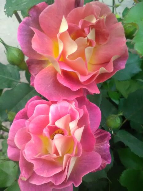  - Trandafiri mai 2018