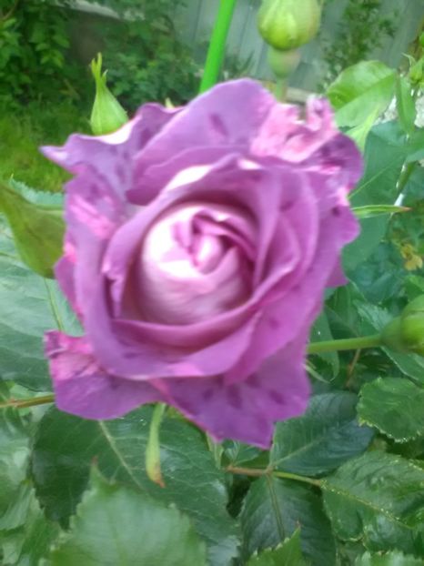  - Trandafiri mai 2018