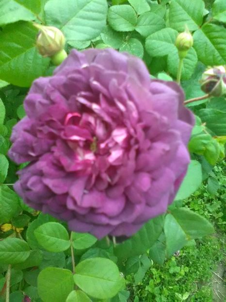  - Trandafiri mai 2018