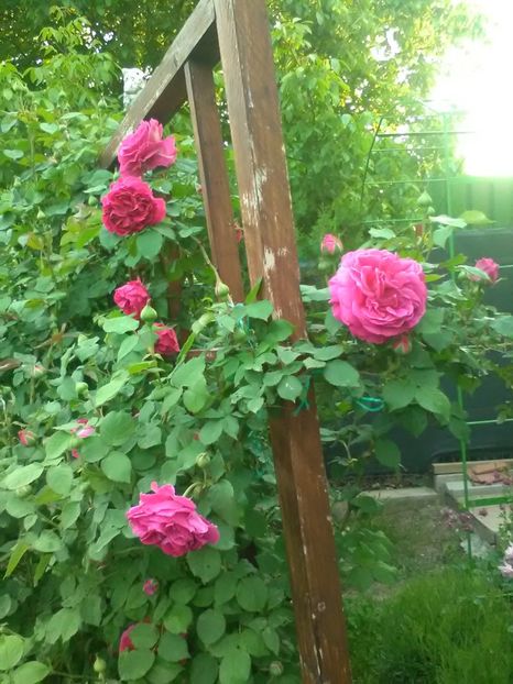  - Trandafiri mai 2018