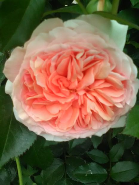  - Trandafiri mai 2018