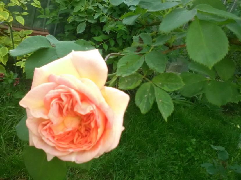  - Trandafiri mai 2018