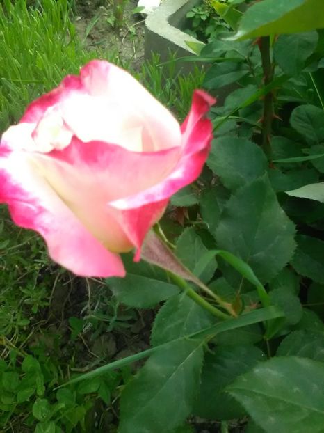  - Trandafiri mai 2018