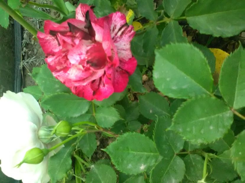  - Trandafiri mai 2018