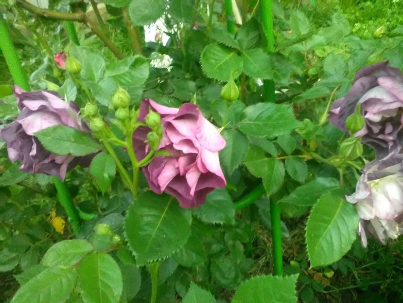  - Trandafiri mai 2018