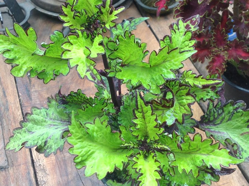 Witch Doctor - Coleus Urzicuță