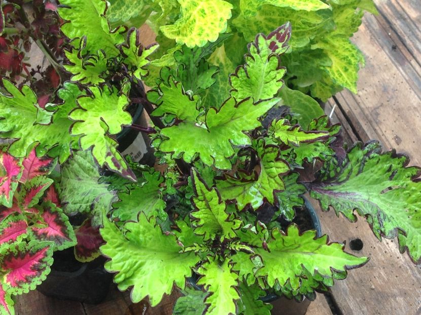 Witch Doctor - Coleus Urzicuță