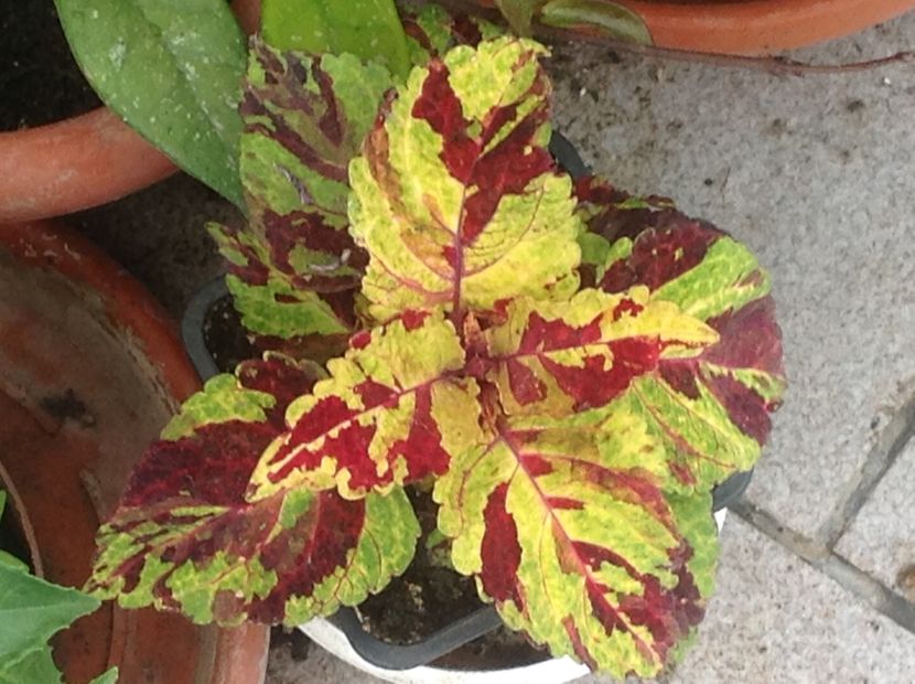 Wizard Mosaic - Coleus Urzicuță