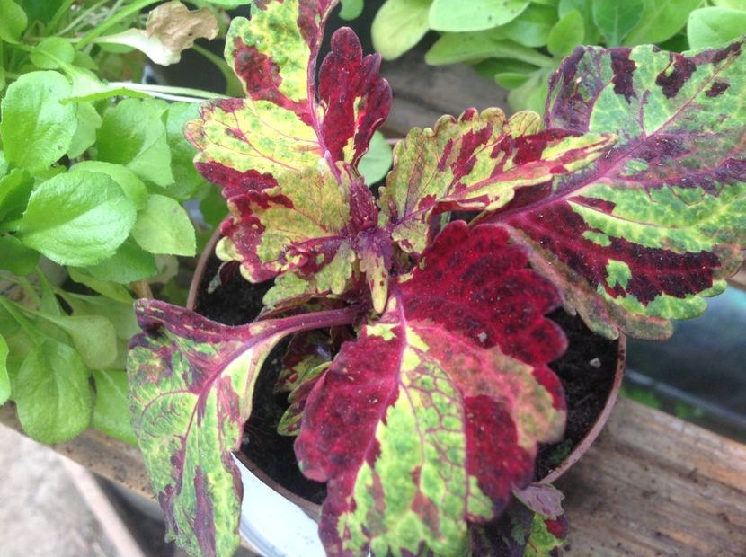 Wizart Mosaic - Coleus Urzicuță