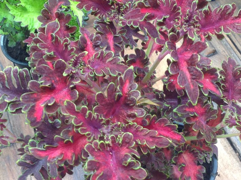 Kiwi Fern - Coleus Urzicuță