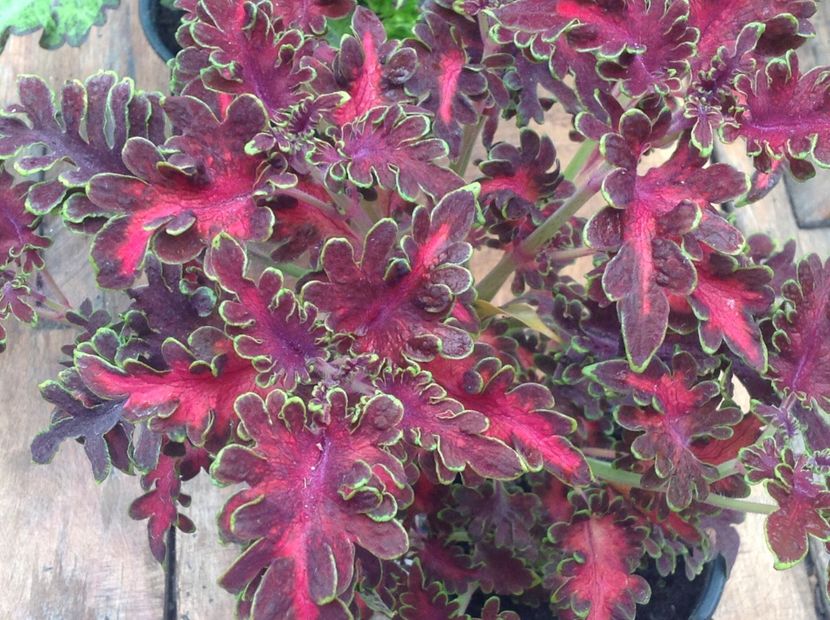 Kiwi Fern - Coleus Urzicuță