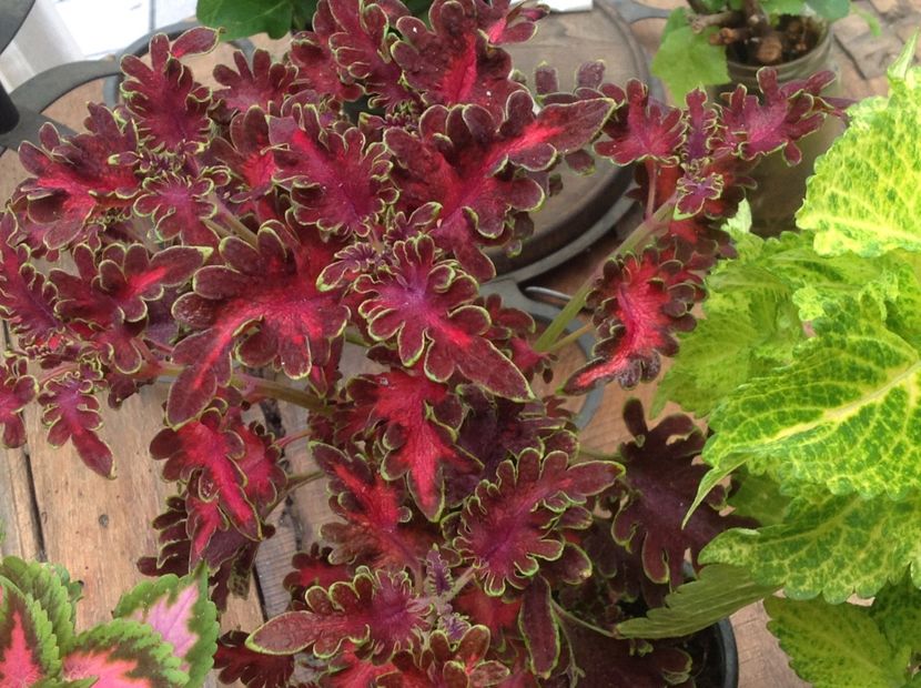 Kiwi Fern - Coleus Urzicuță