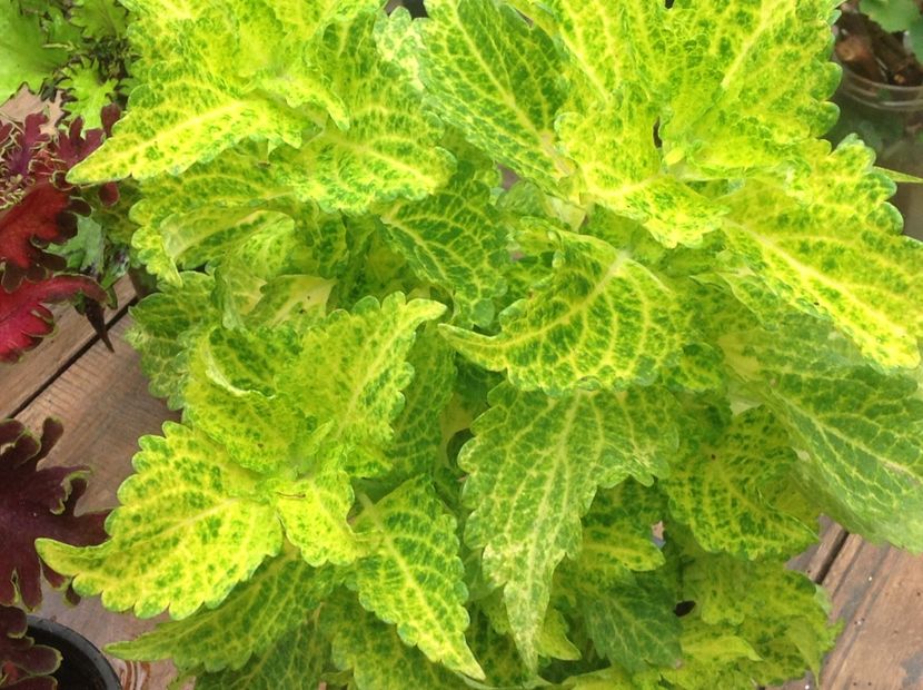 Electric Lime - Coleus Urzicuță