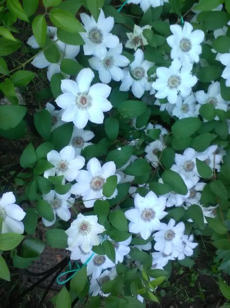 Miss Baterman - Clematite 2018