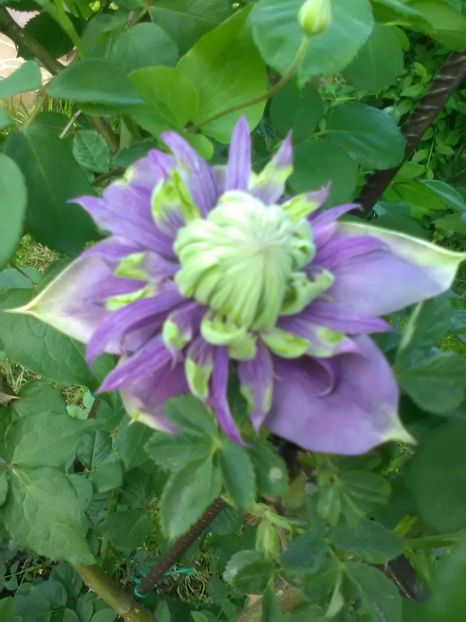 Taiga - Clematite 2018