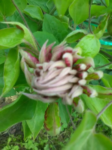 Kaen - Clematite 2018