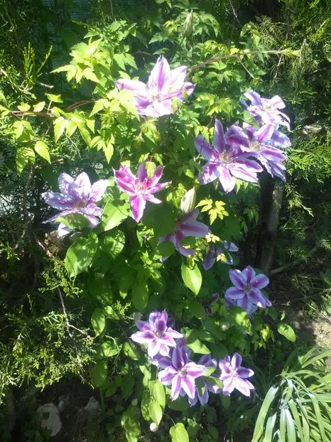 Dr.Ruppel - Clematite 2018