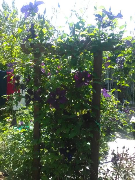 De la Yurta...necunoscuta - Clematite 2018