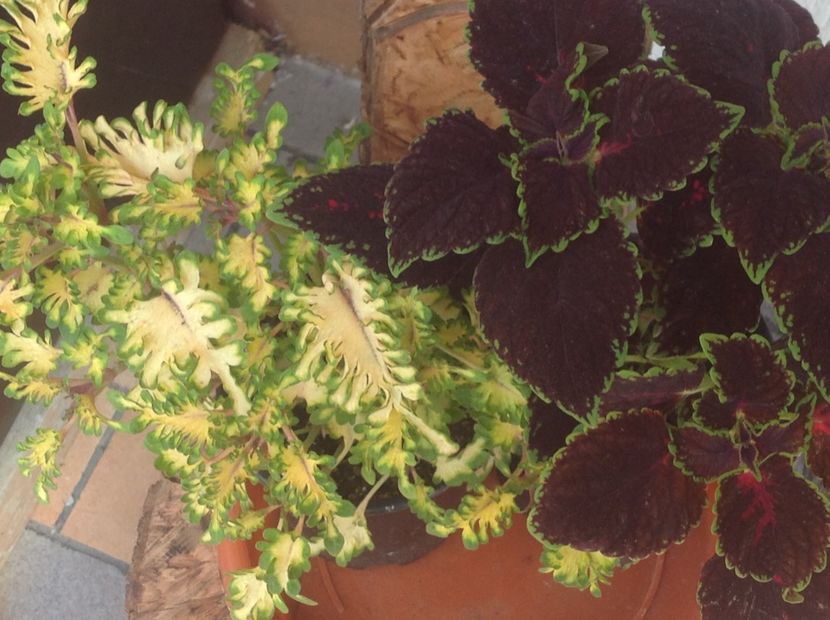  - Coleus Urzicuță