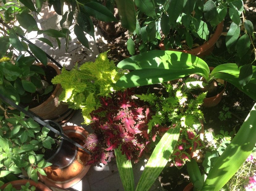  - Coleus Urzicuță