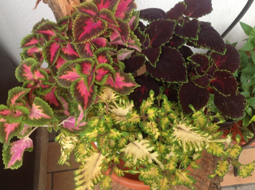  - Coleus Urzicuță