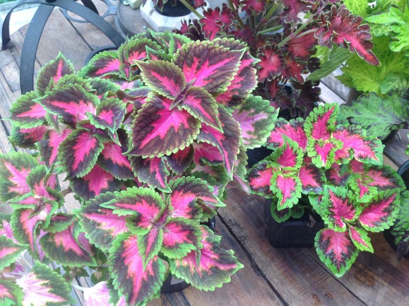  - Coleus Urzicuță