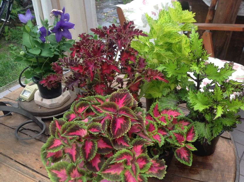  - Coleus Urzicuță