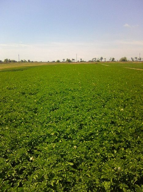 Photo0568 - legumicultura --ocupatia mea