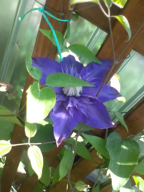 Multi Blue - Clematite 2018