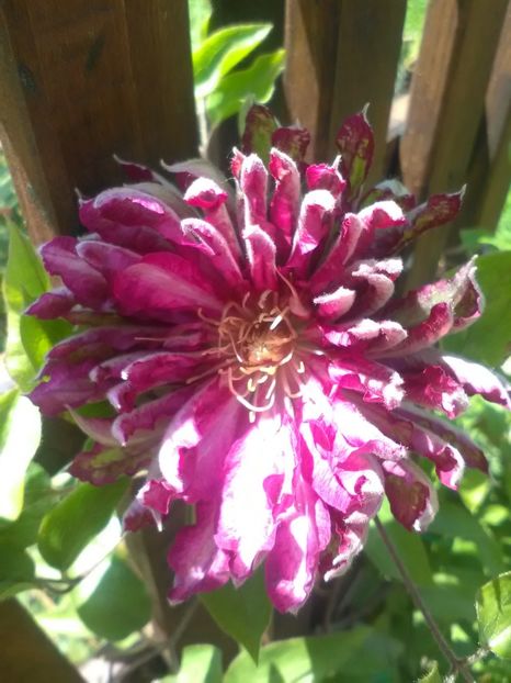 Kaen - Clematite 2018