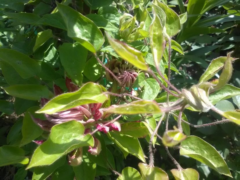 kaen - Clematite 2018