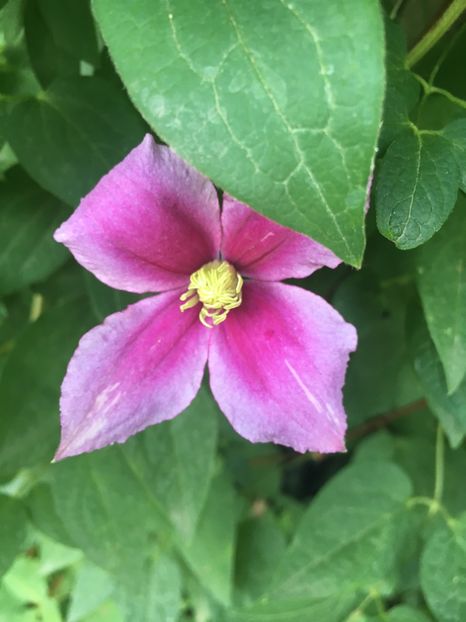 5549A2CB-41BD-40F1-B43A-01337BCAC1A4 - Clematite 2018