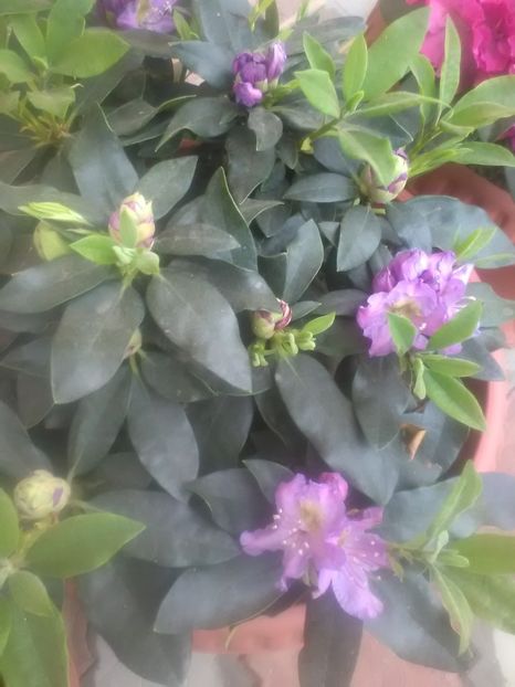  - Gradina primavara 2018