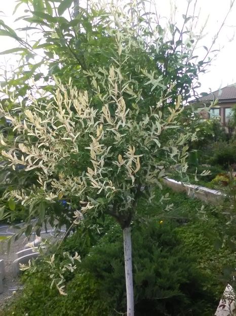  - Gradina primavara 2018