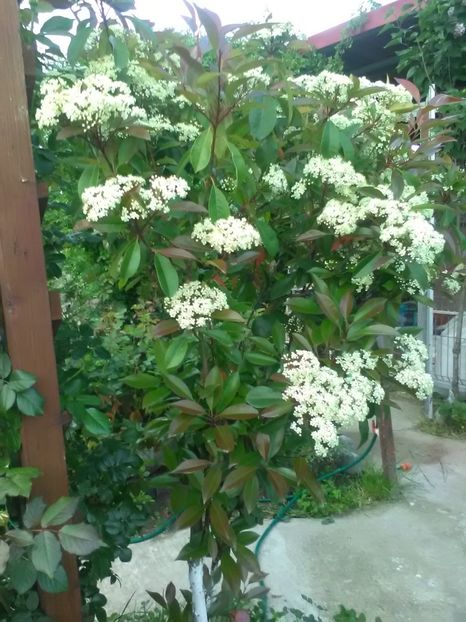  - Gradina primavara 2018