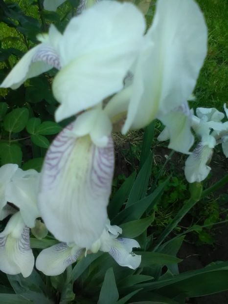  - Gradina primavara 2018