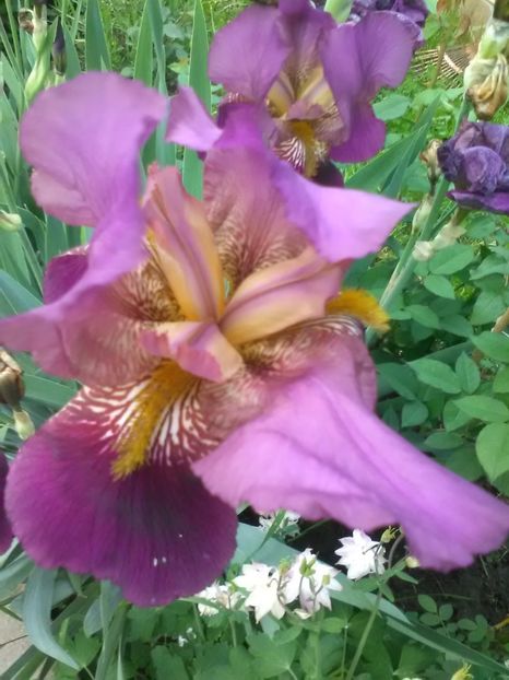  - Gradina primavara 2018