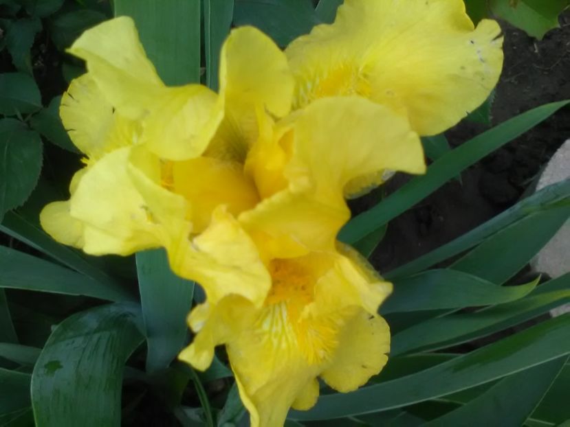  - Gradina primavara 2018