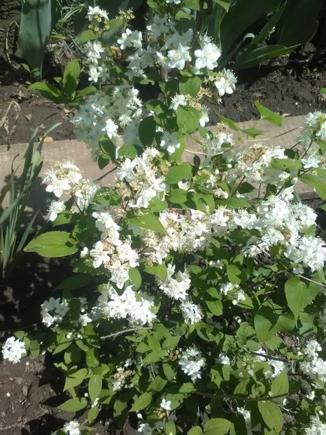  - Gradina primavara 2018