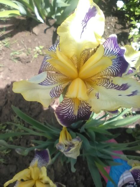  - Gradina primavara 2018