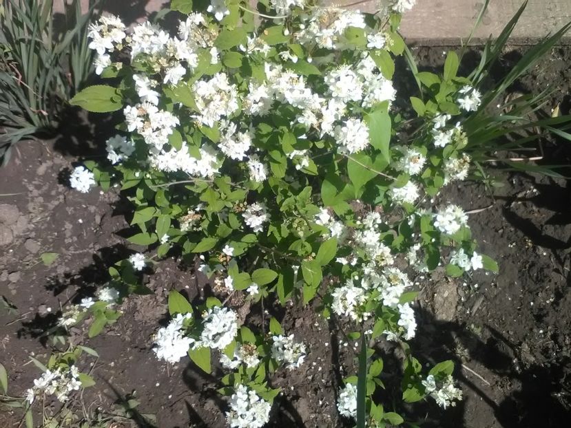  - Gradina primavara 2018